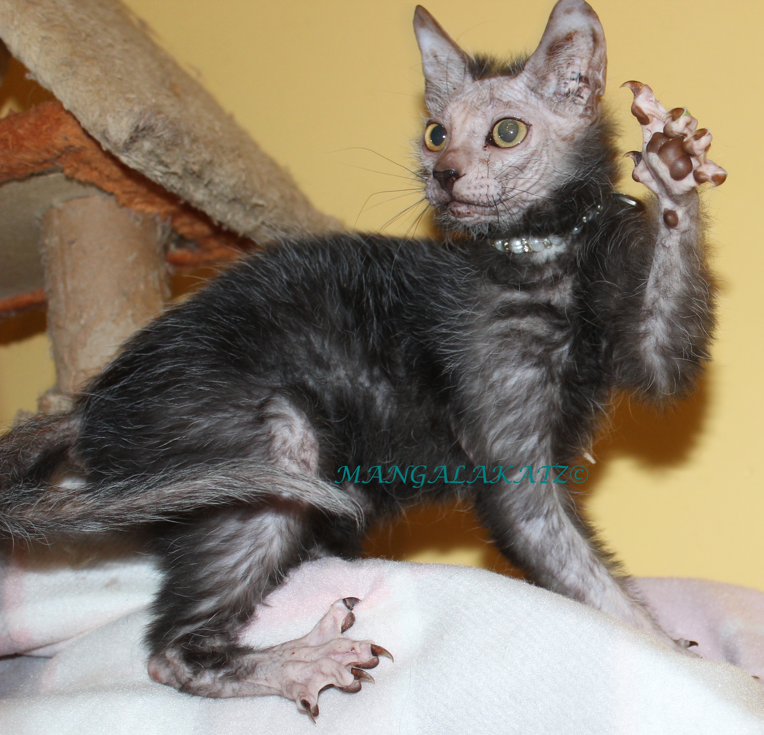 male Lykoi